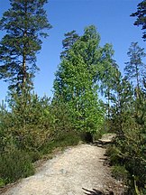 With Betula pendula, Sweden