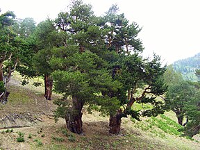 near Elmacik, Giresun Province, Turkey