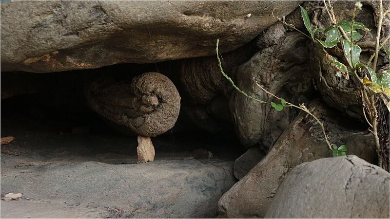 File:Raíces levantando rocas.jpg