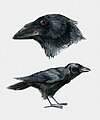 Corvus palmarum (cat.)