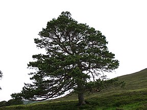 Glen Quoich, Cairngorm National Park, Scotland