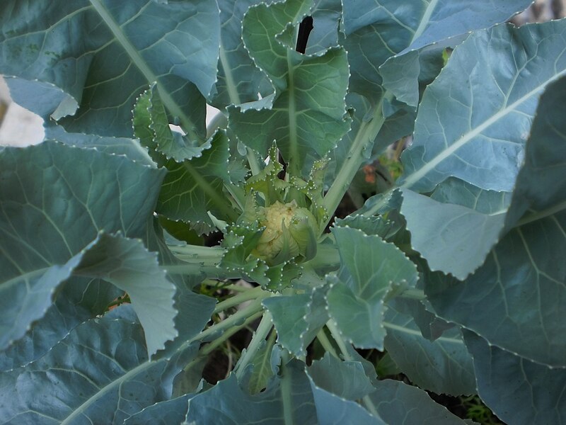 File:Cauliflower-closeupview.JPG