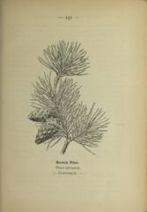 Pinus sylvestris plate 151 in: Wayside and woodland blossoms, 1895