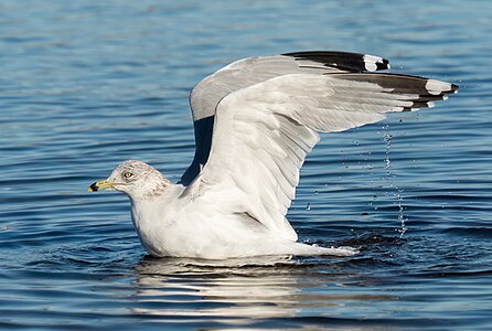 Larus delawarensis (Ring-billed Gull)