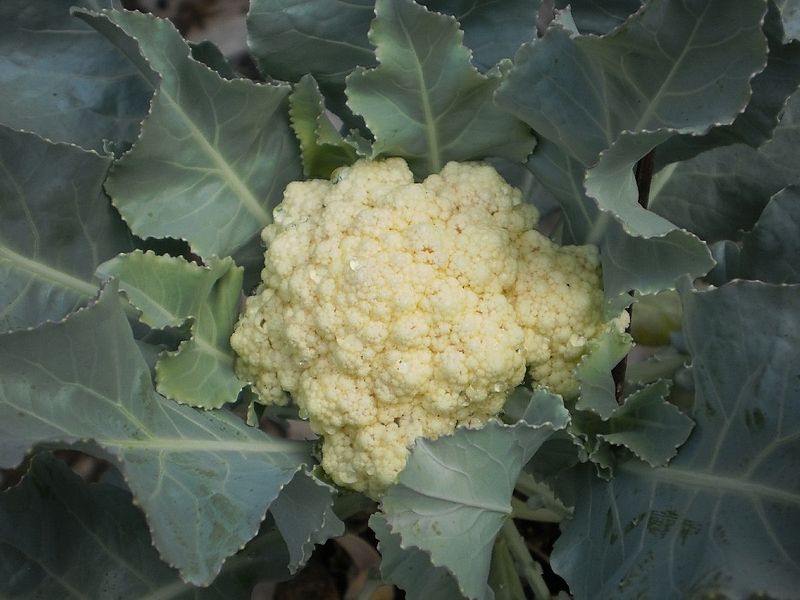 File:Cauliflower-with-leaves3.JPG