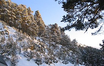 Forest, Sierra de Guadarrama, España