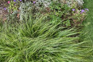 Cherokee Sedge plant in a garden