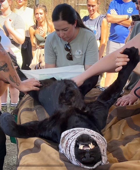 Dr Dickson neutering a leopard