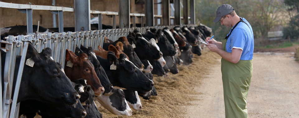 Inspecting cows