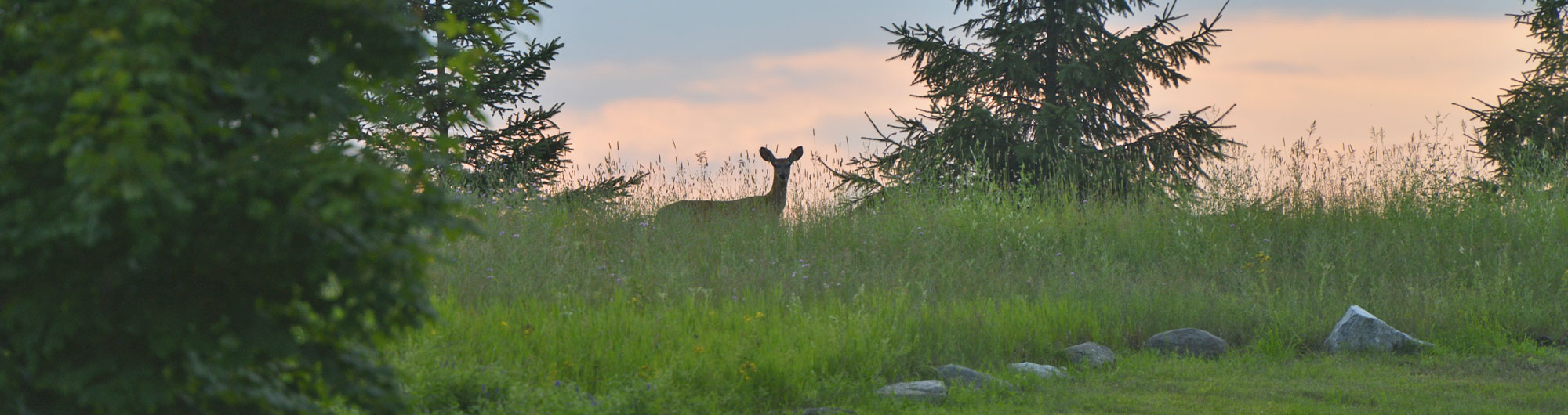 Alburgh Dunes State Park 3