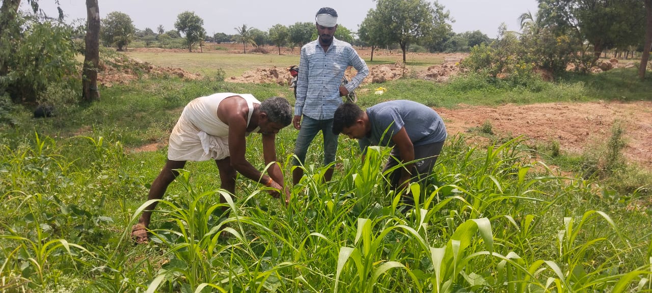 Plants being grown for green leaves manure in Raichur, in the summer of 2023. Credit: Revanna Siddappa, Prarambha