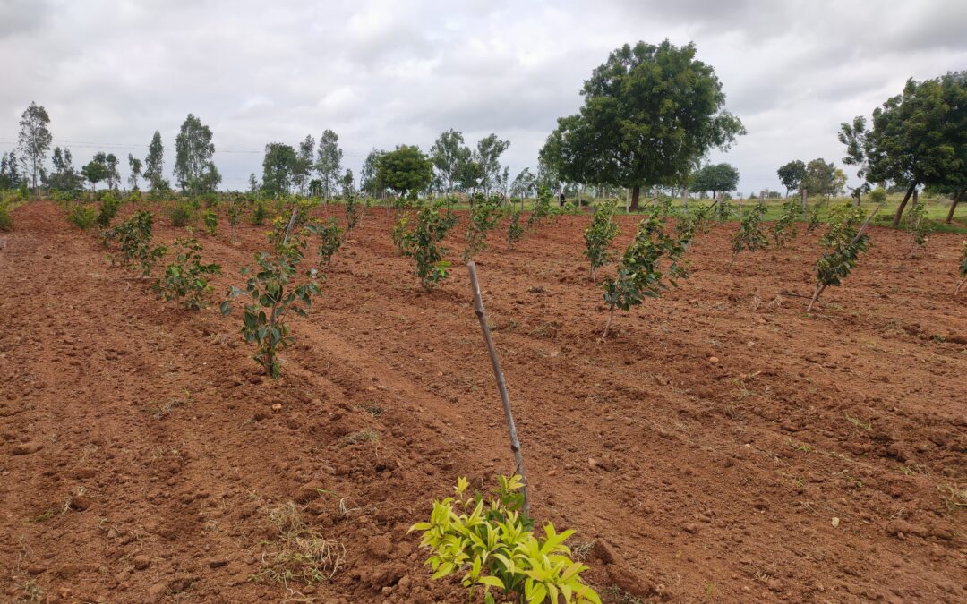 Agroforestry practiced in a farm. Credits: Lakshmi Pranuti Choppakatla.