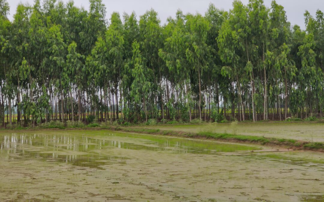 An image showing a paddy field where seeds are broadcasted and Casuarina plantation at the end of the field. Credit: Lakshmi Pranuti Choppakatla