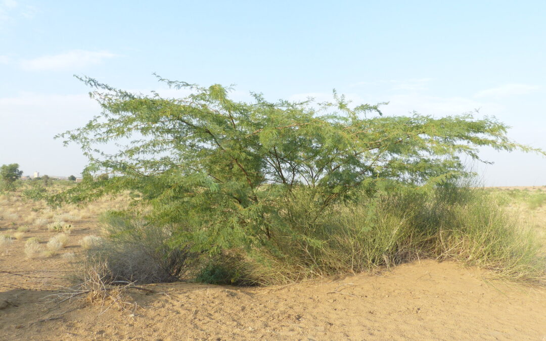 The Prosopis juliflora plant. Photo by Dinesh Valke, Flickr.