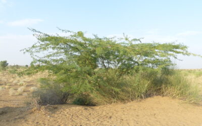 Tamil Nadu’s Long Fight Against Prosopis juliflora