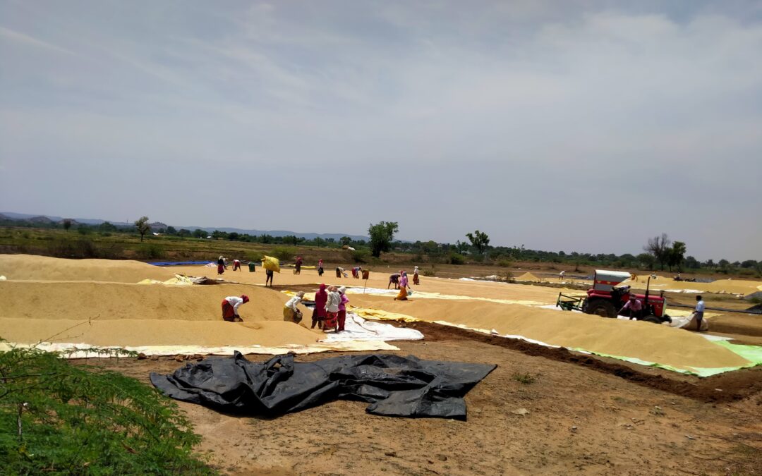 Farmers dry and package harvested paddy in Mukkanal, Karnataka, India.