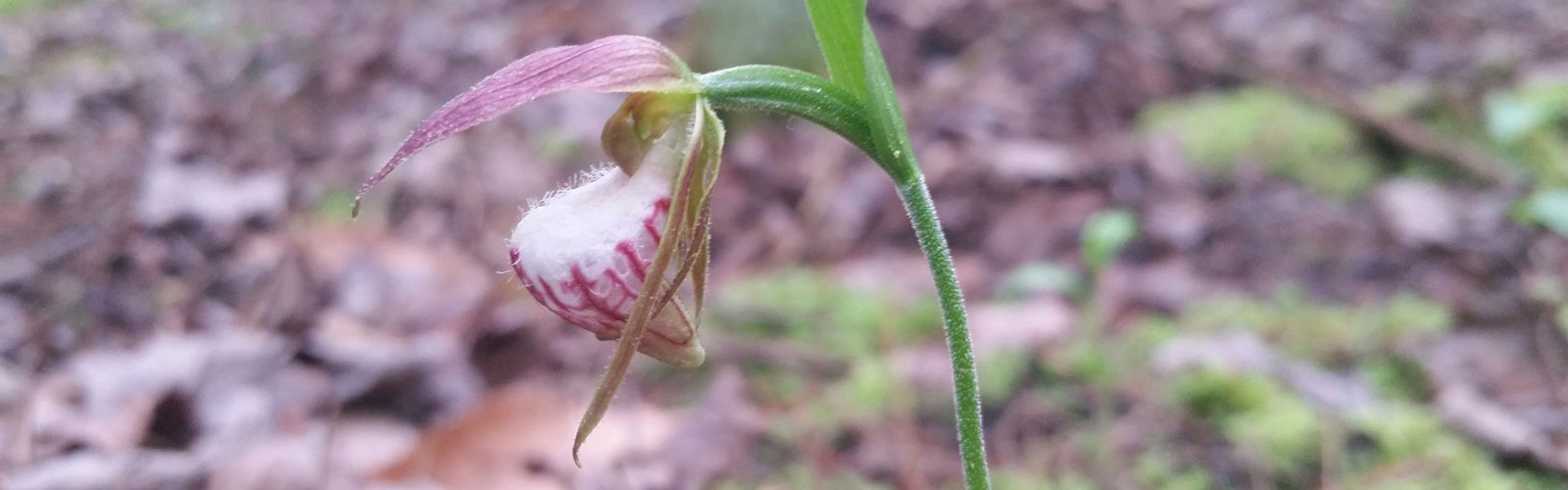 Ram's head lady's slipper - Kevin Doyle, DNR