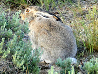 Photo of white-tailed jackrabbit