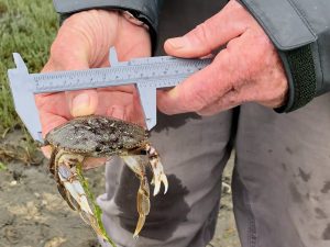 Close up image of a person's hands holding a Dungeness crab and measuring it's carapace with gray calipers