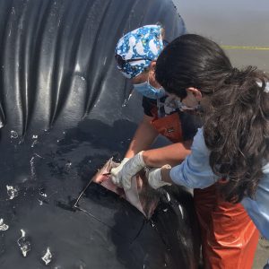 Elyse assisting in taking a blubber sample from a deceased humpback whale during a necropsy in Ocean Shores