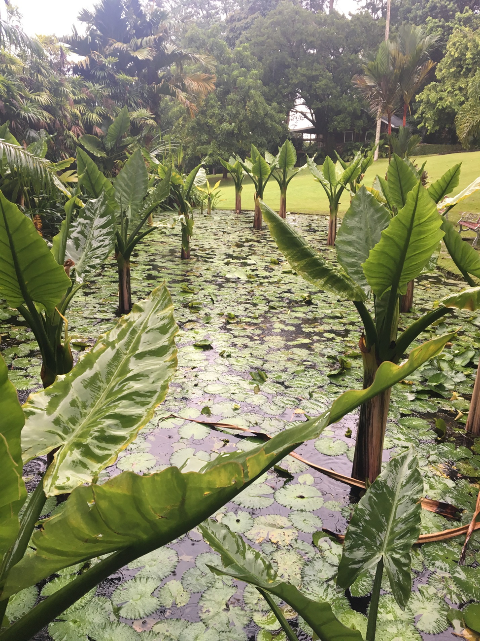 View from the botanical gardens in Victoria.