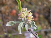 Figure 8.  Infected blossoms may become shriveled and fail to produce fruit.  (Courtesy S. Marine).