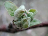 Figure 12.  McIntosh apple cultivar at tight-cluster.  (Courtesy J. Clements).