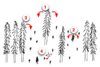 Figure 20. Sources of dwarf mistletoe inoculum for a young stand, in order of importance. In the scenario used for illustration,