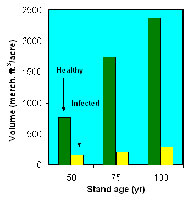 Figure 30. Stands of healthy trees contain more, larger trees than stands of mistletoe-infected trees. The 50-year old stands we