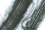 Figure 11. Different lesion nematode life stages outside plant roots under aseptic conditions. (Courtesy D. Wixted)