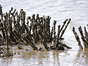 Chris Powell oyster reefs 2