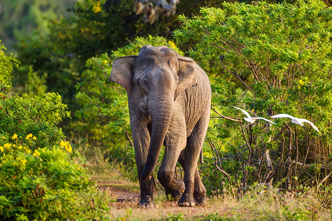 Asian Elephant.