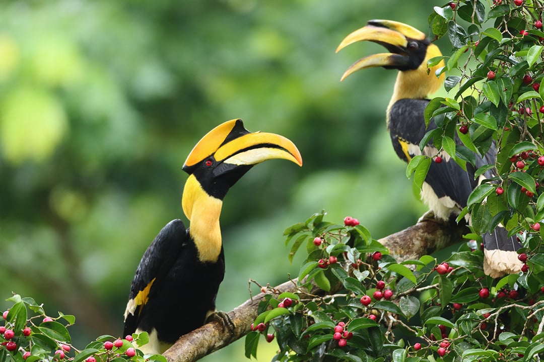 Great Hornbills