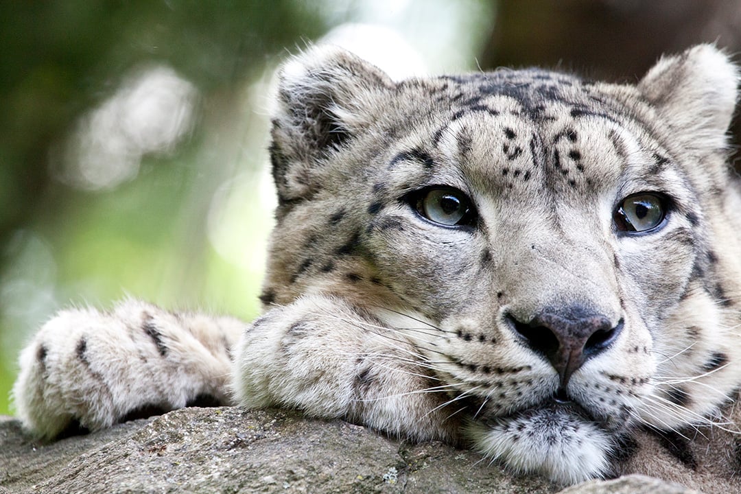 Snow Leopard