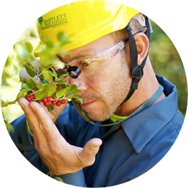 Plant Analysis and Diagnostics Tree Service