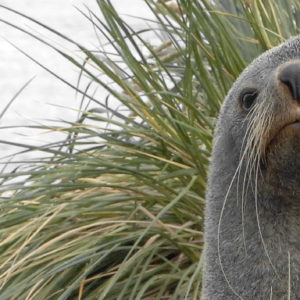 A close up of a seal.