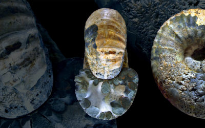 Different views of an ammonite fossil