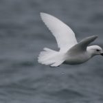 A bird flying over a body of water.