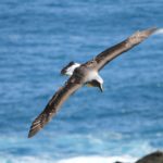 A bird flying over a body of water.