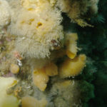 Divers inspect epibenthic communities on Anchorage wall, near Rothera Research Station