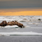 A herd of walruses on an ice floe