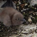 A bird sitting on a rock.