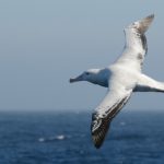 A bird flying over a body of water.