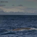 A whale jumping out of the water.