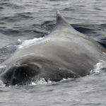 A whale swimming under water