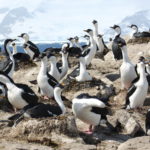 A flock of shags standing next to a body of water