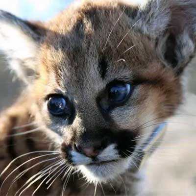 Baby California mountain lion P-22