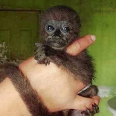 Baby howler monkey