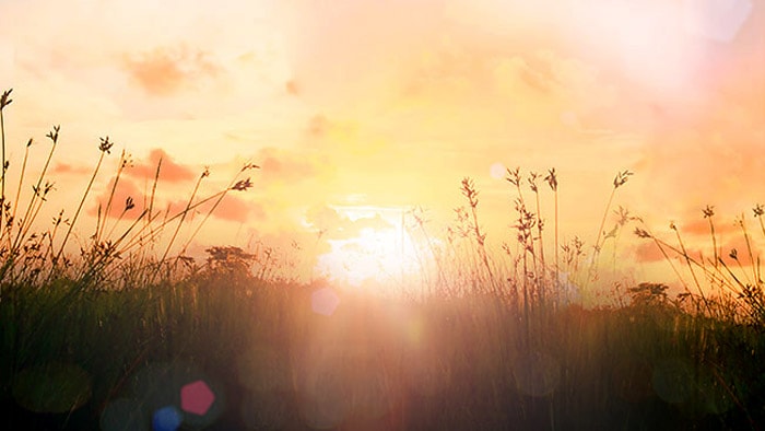 Grassy field at sunrise with orange sky