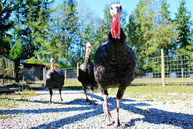 Three black turkeys on a gravel path